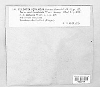 Cladonia squamosa image